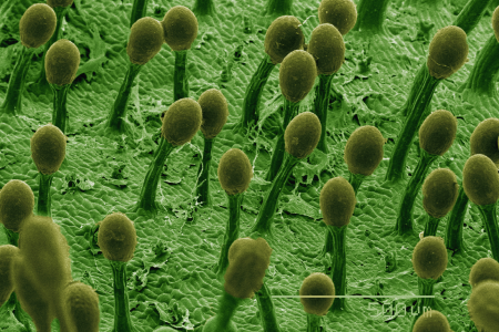 Quels sont les avantages de l'utilisation des microscopes